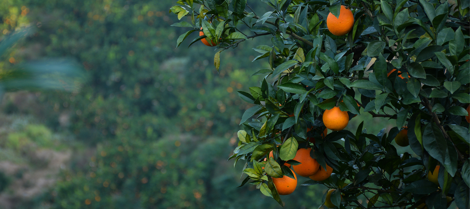 柑橘苗：柑橘苗腳腐病的防治