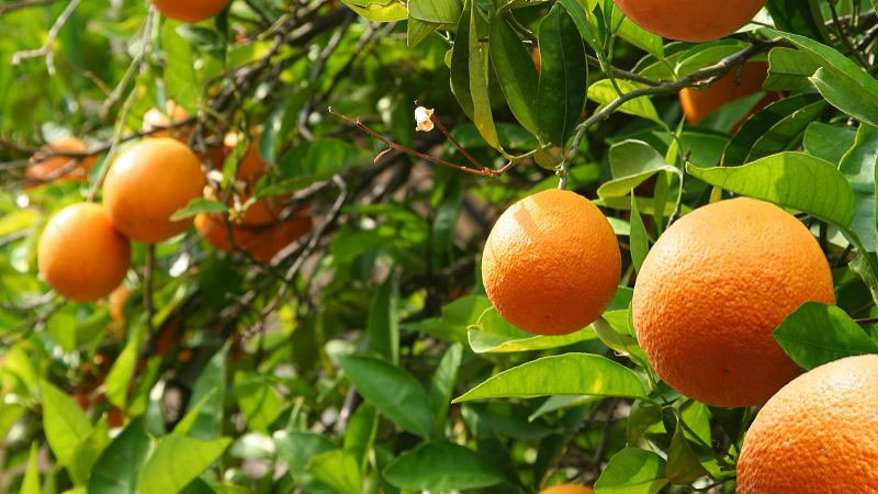 柑橘苗：控制柑橘長刺處理方法