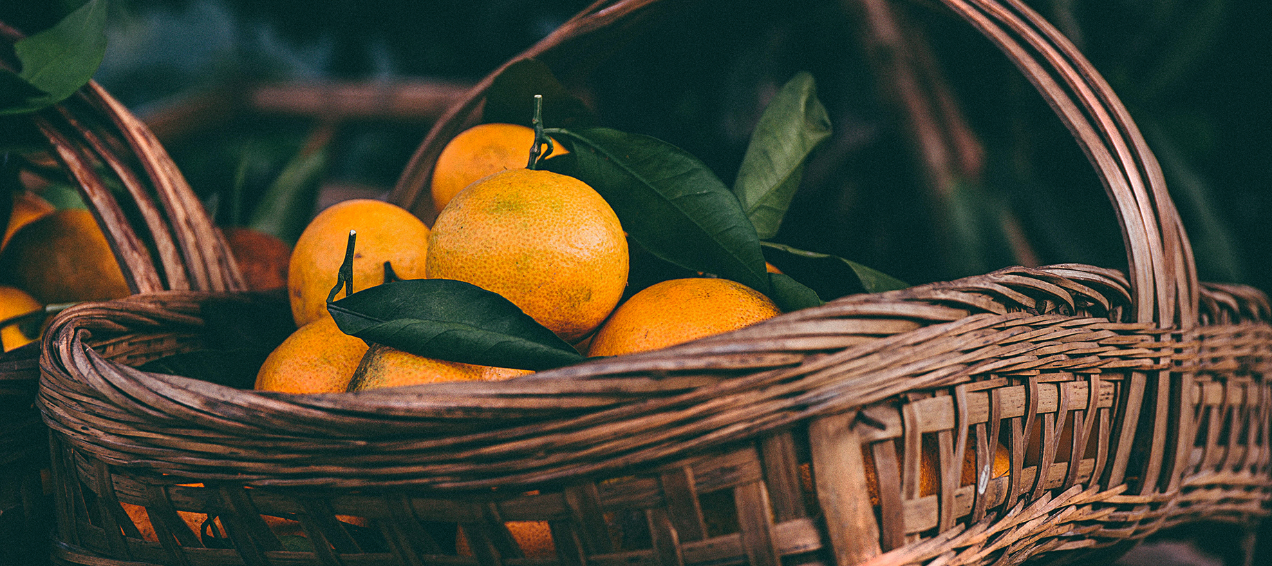 柑橘苗：柑橘修剪后多久出芽？柑橘出芽后的管理方法